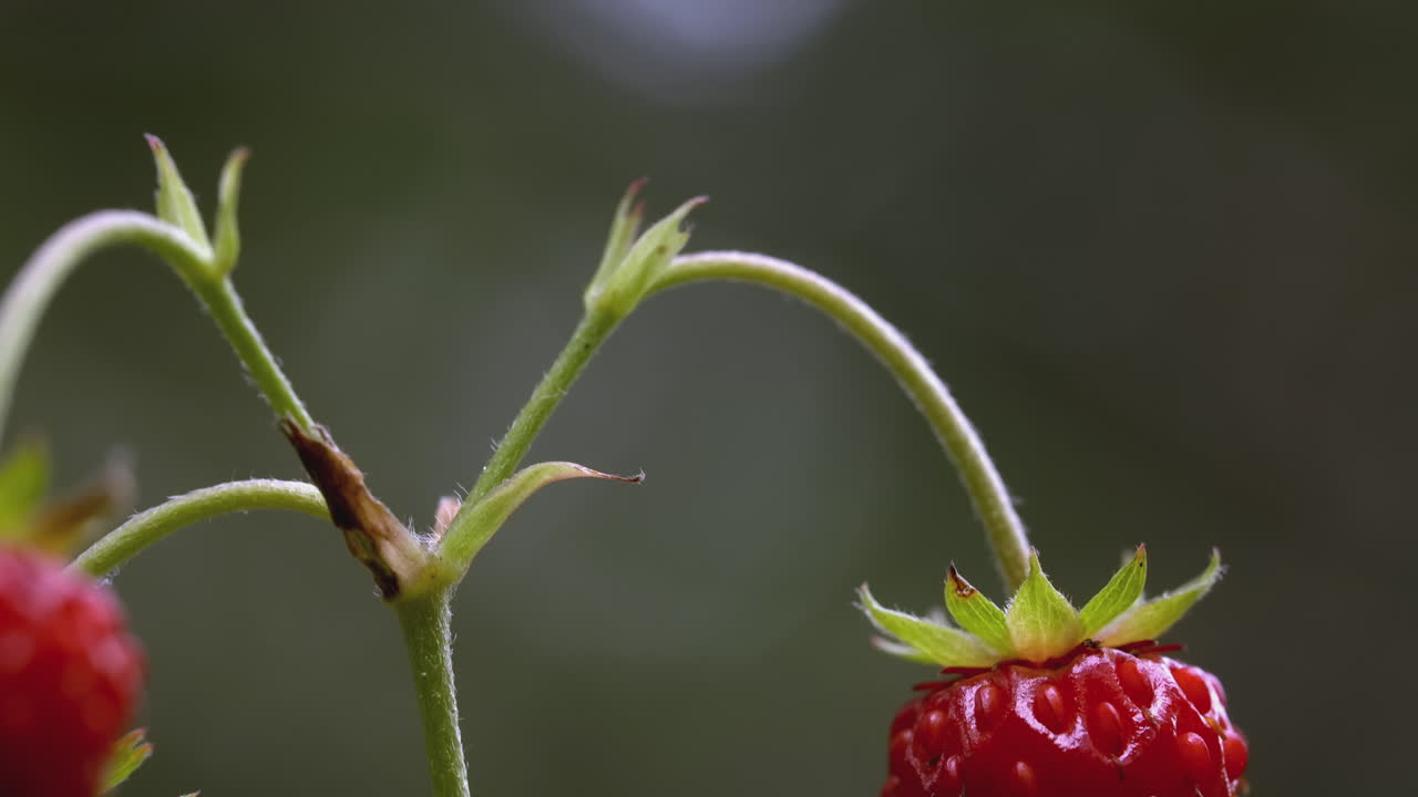 Close-up of a Wild Strawberry