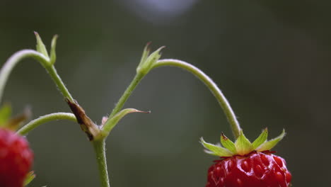 close-up of a wild strawberry