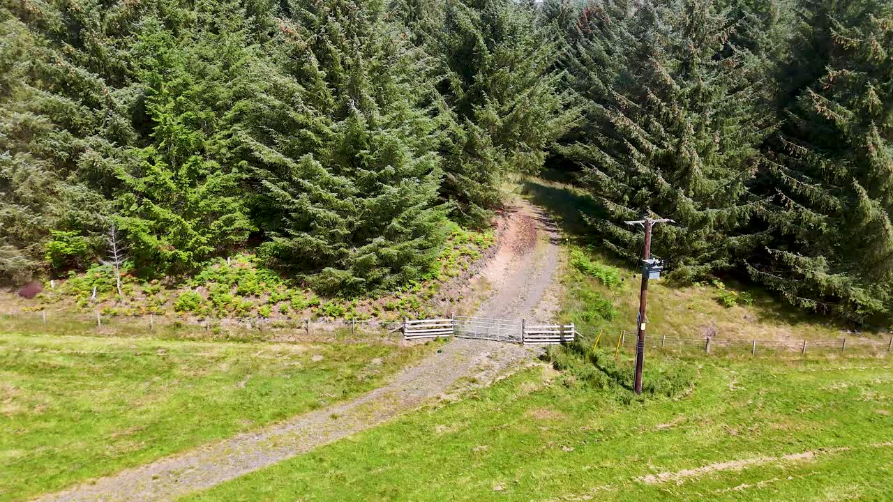 Drone camera glides over a grassy hillside toward a winding dirt path entering dense pine forest under bright daylight in Glen Clova, Scotland