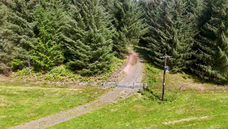 drone camera glides over a grassy hillside toward a winding dirt path entering dense pine forest under bright daylight in glen clova, scotland