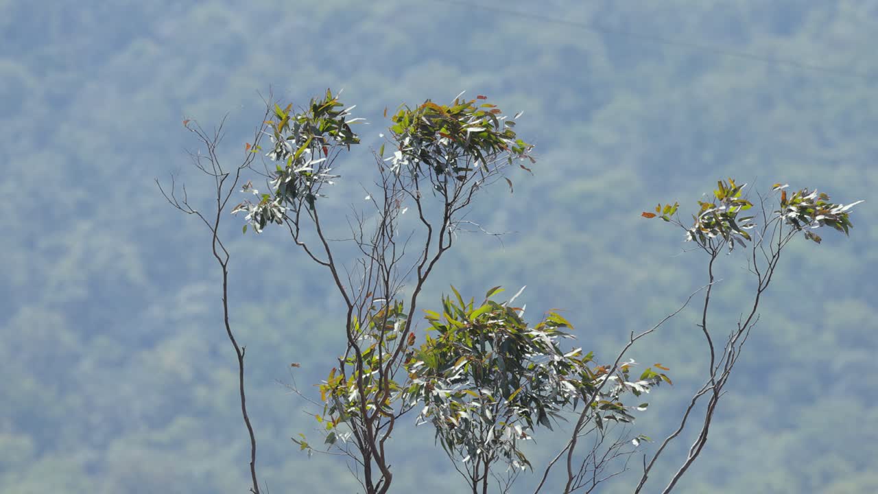 유칼립투스 나무 들 이 바람 에 부드럽게 움직인다