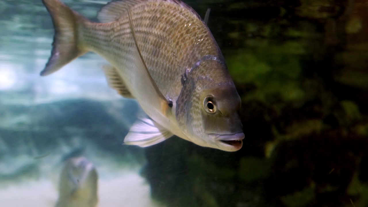 Fish swimming up to the aquarium glass