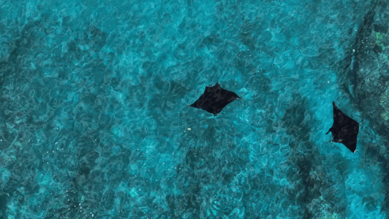 manta raya mobula negra nadando tranquilamente en aguas azules tropicales, de arriba hacia abajo