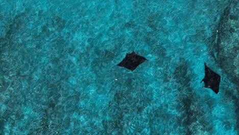 black mobula manta ray swimming calm in tropical blue water, top down