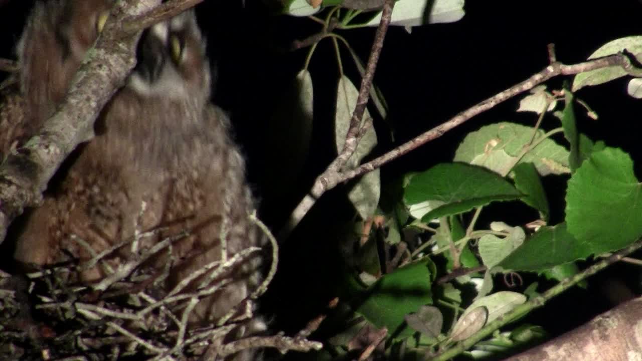 큰 뿔 부엉이는 밤에 나무 가지에서 피어 2