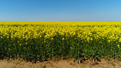 vast field of yellow rapeseed flowers