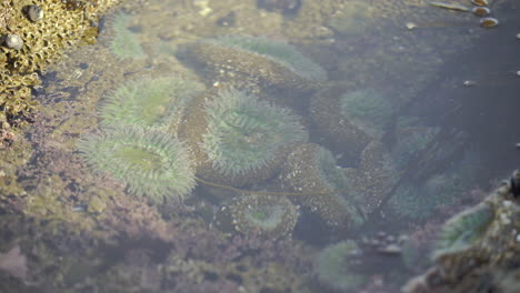 Anémonas-Verdes-Vibrantes-En-Una-Pequeña-Piscina-De-Marea