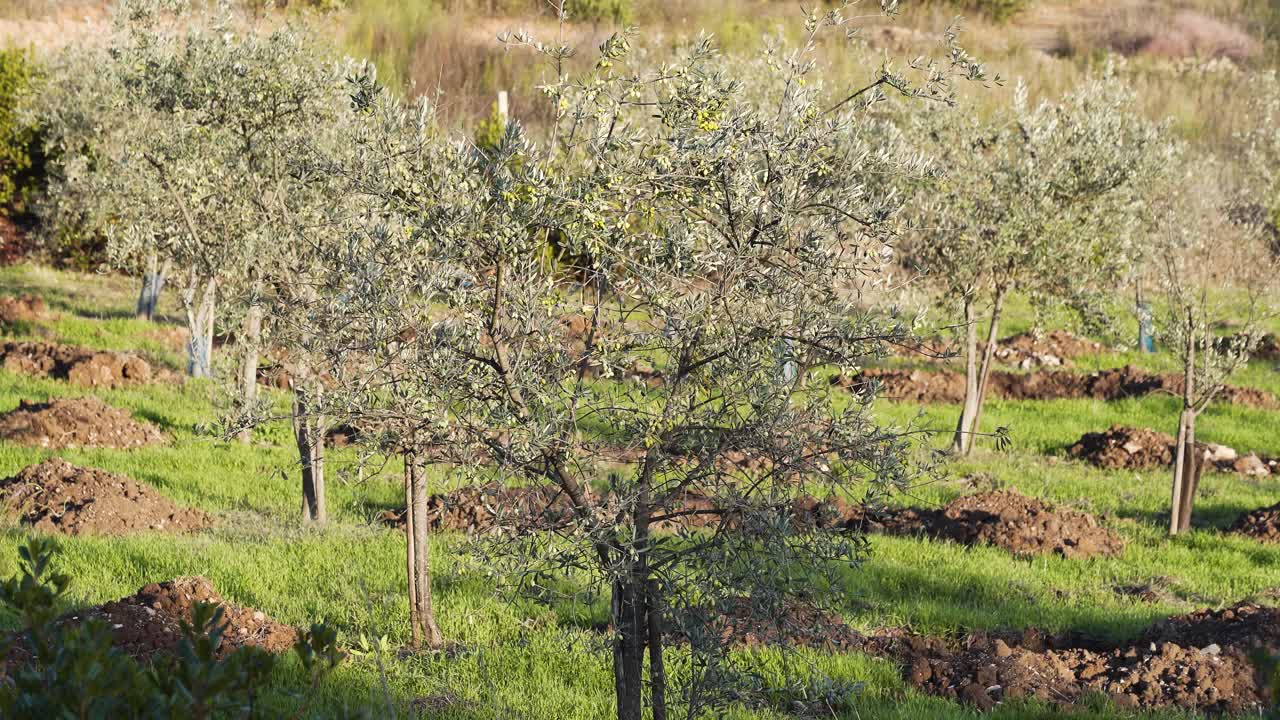 Primo piano di giovani alberi di ulivo che spuntano dal terreno appena smosso, foglie vivaci, fusti dritti e piantagione che si estende nel paesaggio. La luce del sole danza tra gli alberi di ulivo