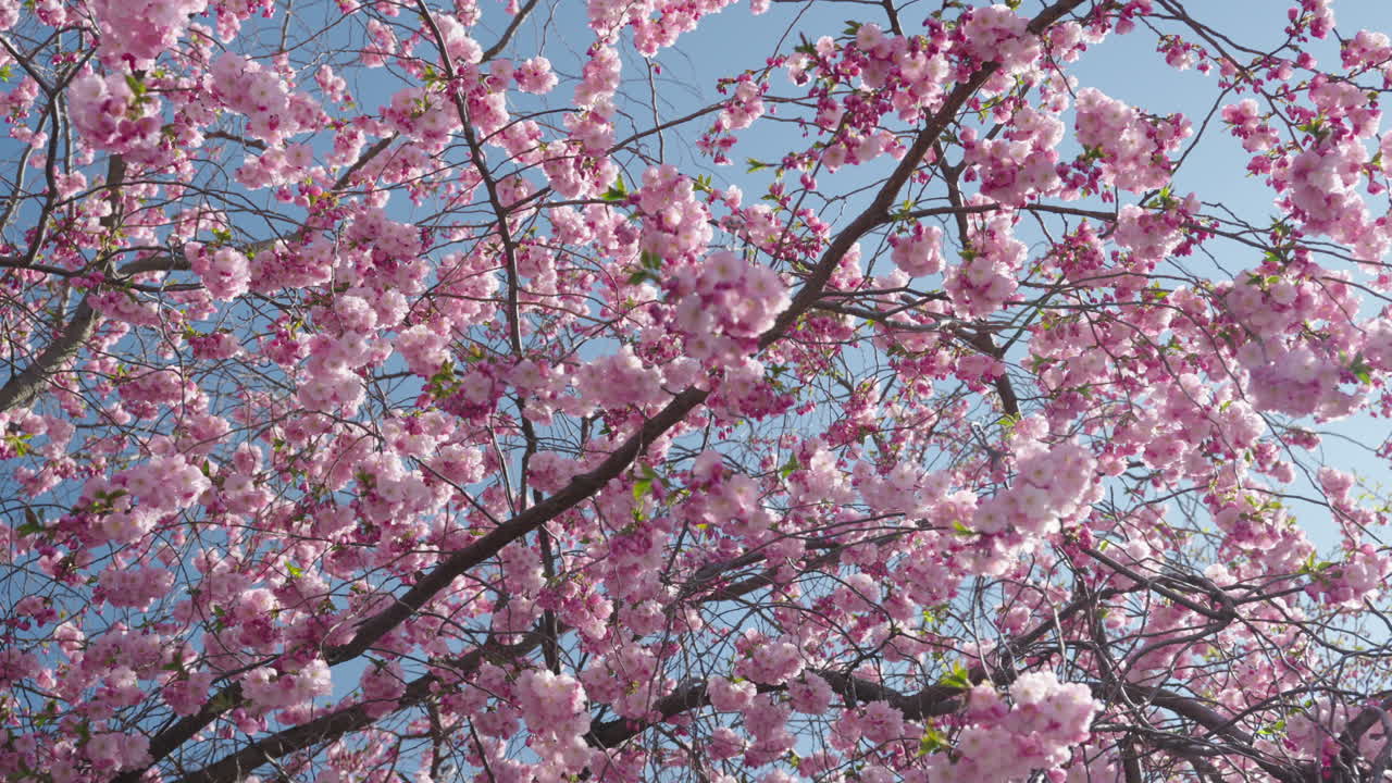 Ripresa al rallentatore di fiori di ciliegio rosa su un cielo blu.