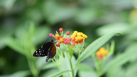 Ein-Tarricina-Langflügelschmetterling-Trinkt-Etwas-Nektar-Aus-Einer-Orangenblüte-Und-Fliegt-Dann-Davon