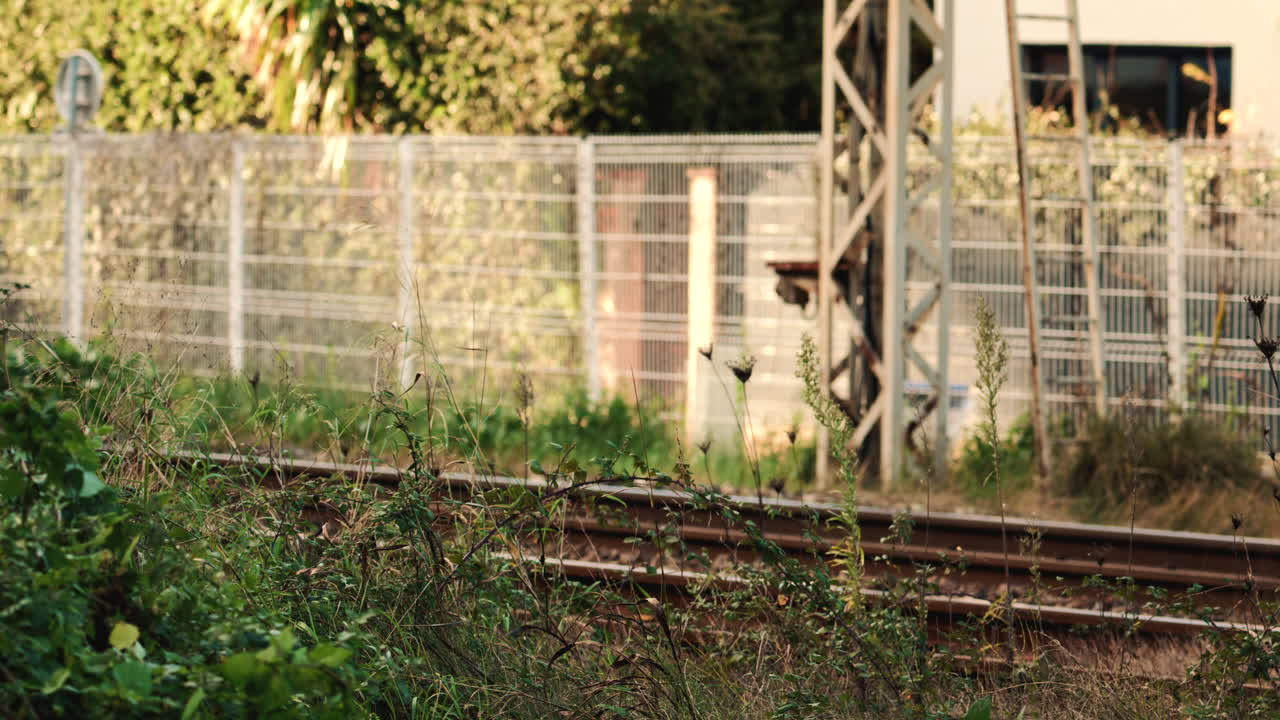 Vista laterale di un treno passeggeri che sfreccia accanto all'erba alta e alle piante vicino ai binari