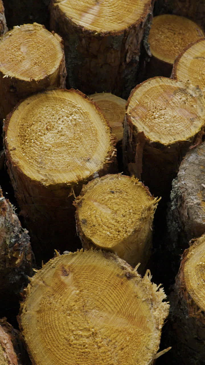 A vertical closeup shot of freshly cut pine tree logs stacked together, showing detailed wood grain and rings. Ideal for forestry, timber industry, and environmental content