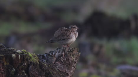 Woodlark-Acicalándose-Sobre-Un-Tocón-En-El-Bosque