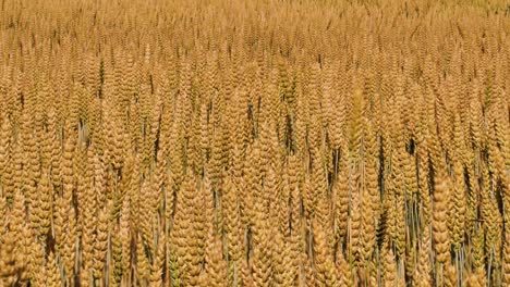 barley sunset played with sunlight