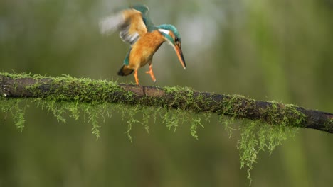 kingfisher perched on a moss-covered branch