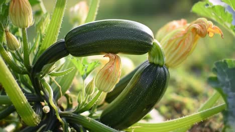 a vibrant display of zucchini plants in bloom: close-up of two growing zucchinis surrounded by blossoms and lush green foliage under bright natural light