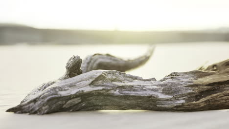 driftwood resting on sandy shore during golden hour at beach
