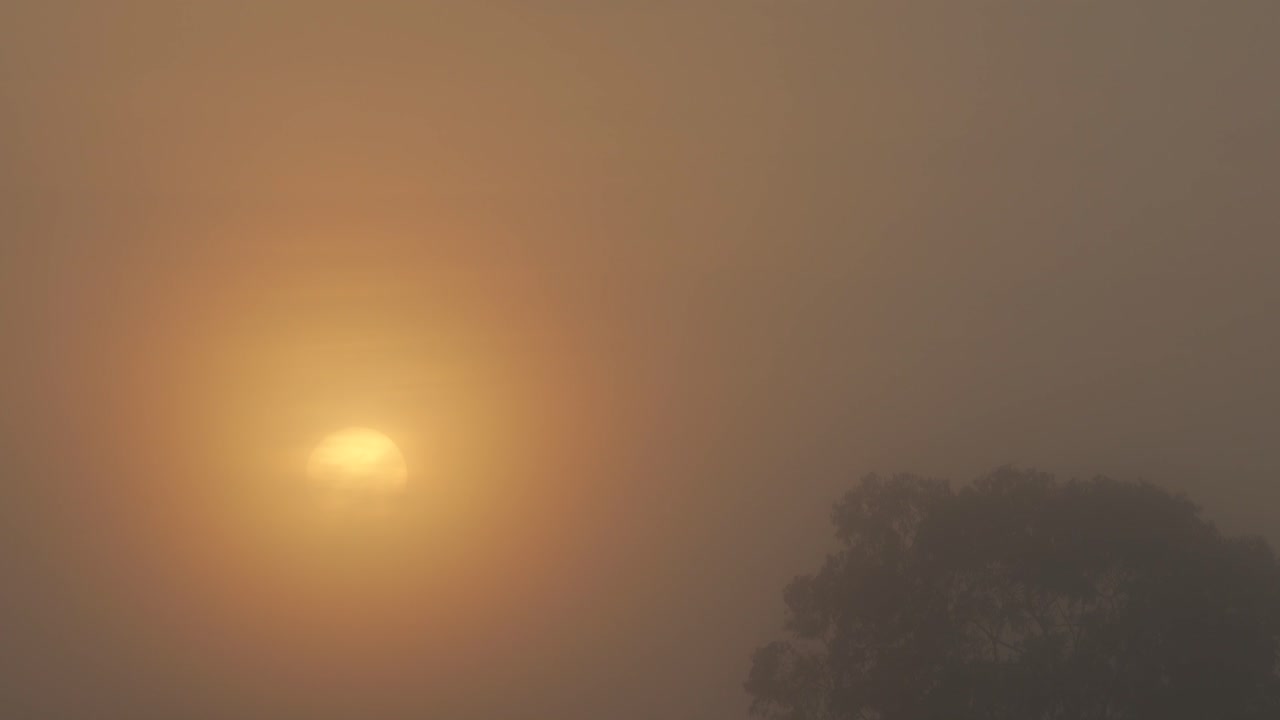 Foggy Sunrise Timelapse During Misty Hazy Morning Revealing Sun Behind Clouds With Gum Trees, Maffra, Gippsland, Victoria, Australia