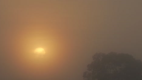 foggy sunrise timelapse during misty hazy morning revealing sun behind clouds with gum trees, maffra, gippsland, victoria, australia