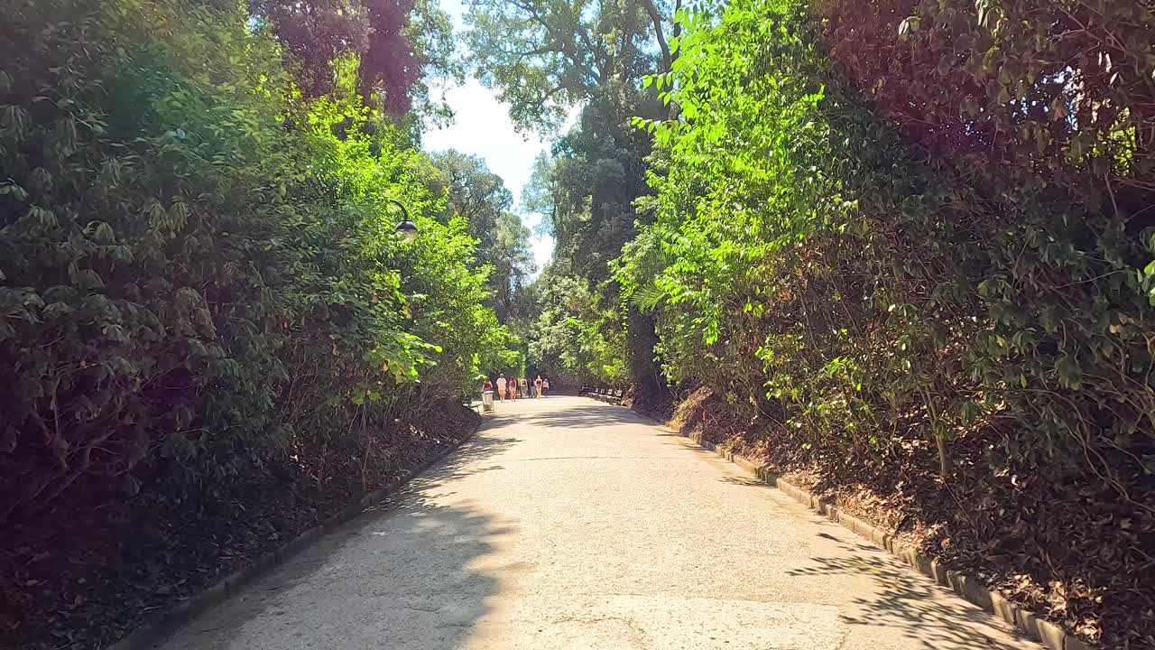 un paseo sereno a través de la vegetación exuberante