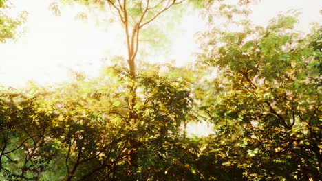 rayos de sol en el bosque verde y brumoso