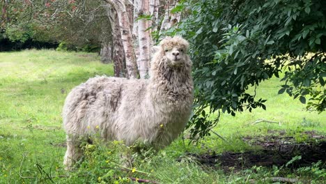 Hungry,-curious-lama-chewing-grass-in-front-of-leafy-trees