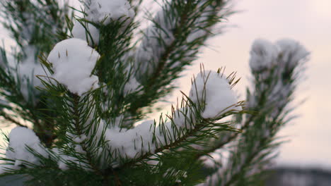 snow covered fir needles swaying on winter wind close up. snow lying branch.