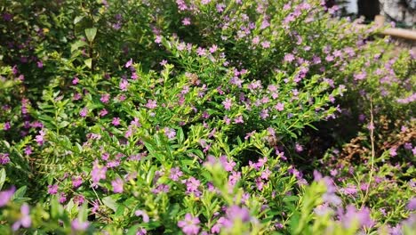 bees come out on a fine day to gather honey