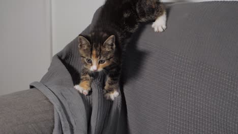 slow motion shot of kittens playing with each other on a sofa