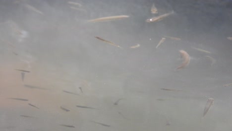 small fishes in water - clean - group