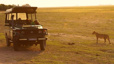 Un-Safari-Clásico-Y-Hermoso-Con-Leones-Y-Turistas-En-Un-Vehículo-Safari-4wd-Tomando-Fotografías.