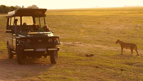 una clásica y hermosa toma de safari con una leona y turistas en un vehículo de safari 4x4 tomando fotografías
