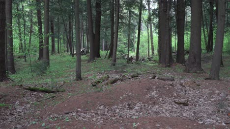 a forest dances magnificently, enchanting and beautiful, filled with numerous trees and lush vegetation. on the ground, tree trunks in various stages of decomposition can be seen