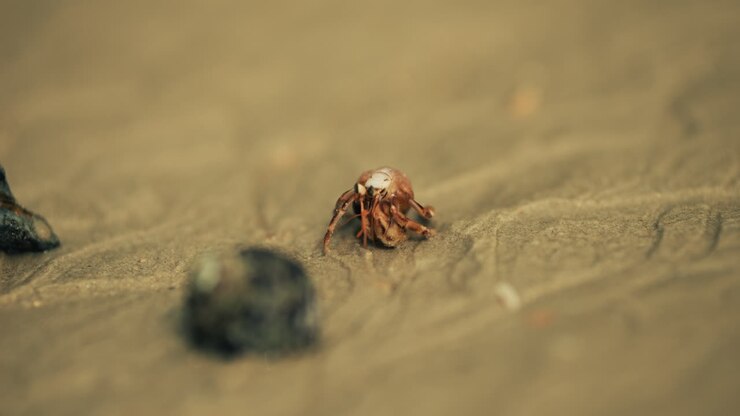 Cangrejo ermitaño en la playa