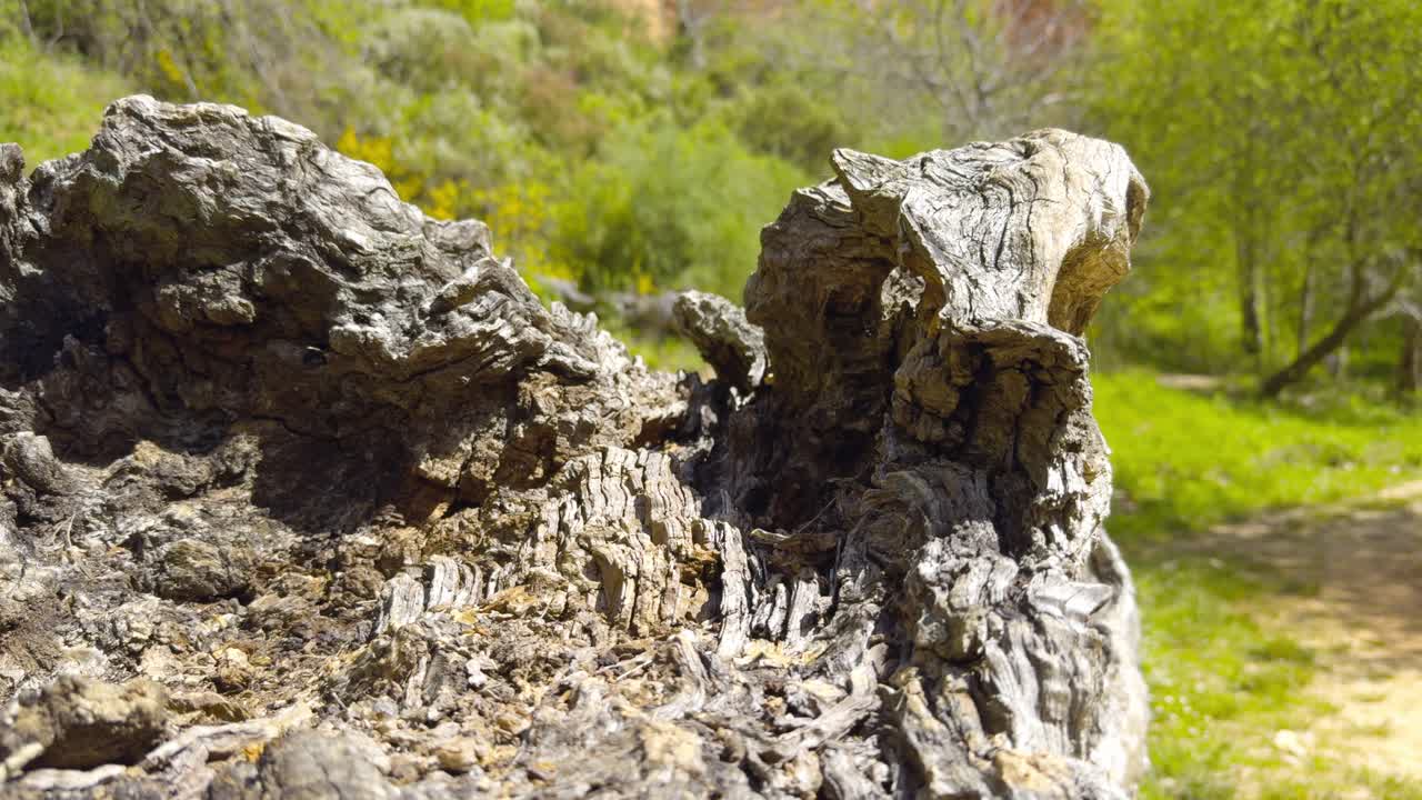 Weathered Dried Trunk On A Forest Path Surrounded By Vegetation And Trees