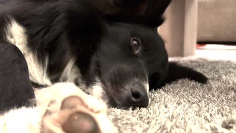 descanso acogedor para perros: perro acostado en la alfombra