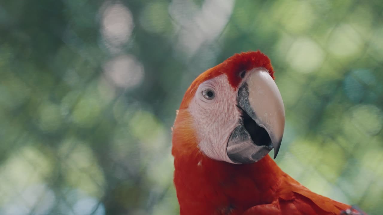 exótico loro guacamayo escarlata con un bonito fondo verde bokeh - primer plano