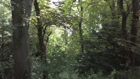 Light-rays-piercing-through-an-ancient-woodland-in-England,-pan-from-right