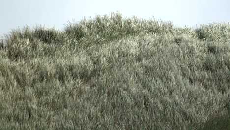 sand dunes with dune grass in the wind of the north sea, hiking dunes, dike protection, sondervig, jutland, denmark, 4k