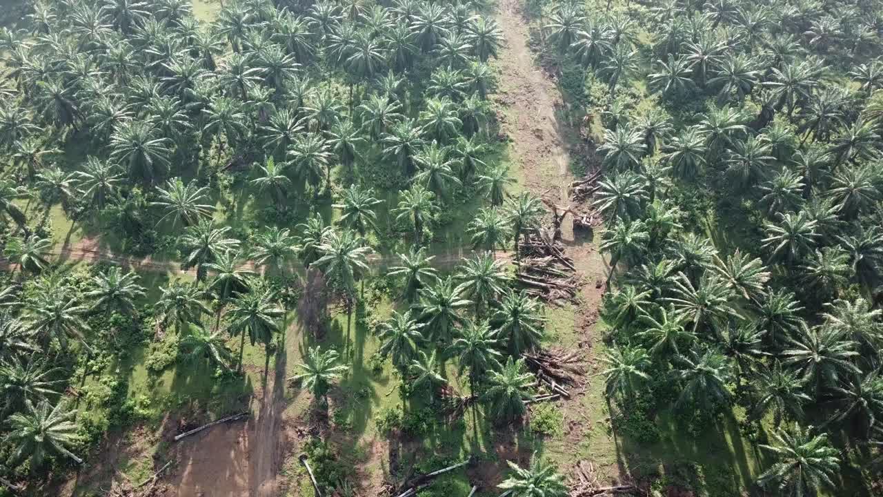 volar sobre las palmeras de aceite que se están despejando.