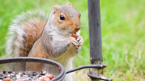 grey squirrel stood up eating nut