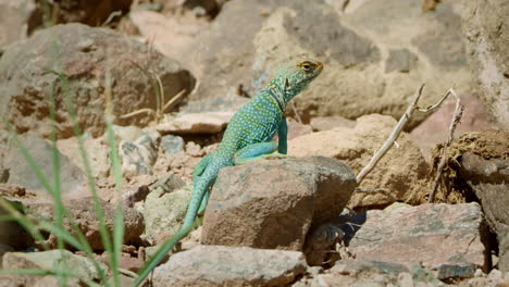 lagarto con collar en pequeñas rocas mirando hacia otro lado de la cámara