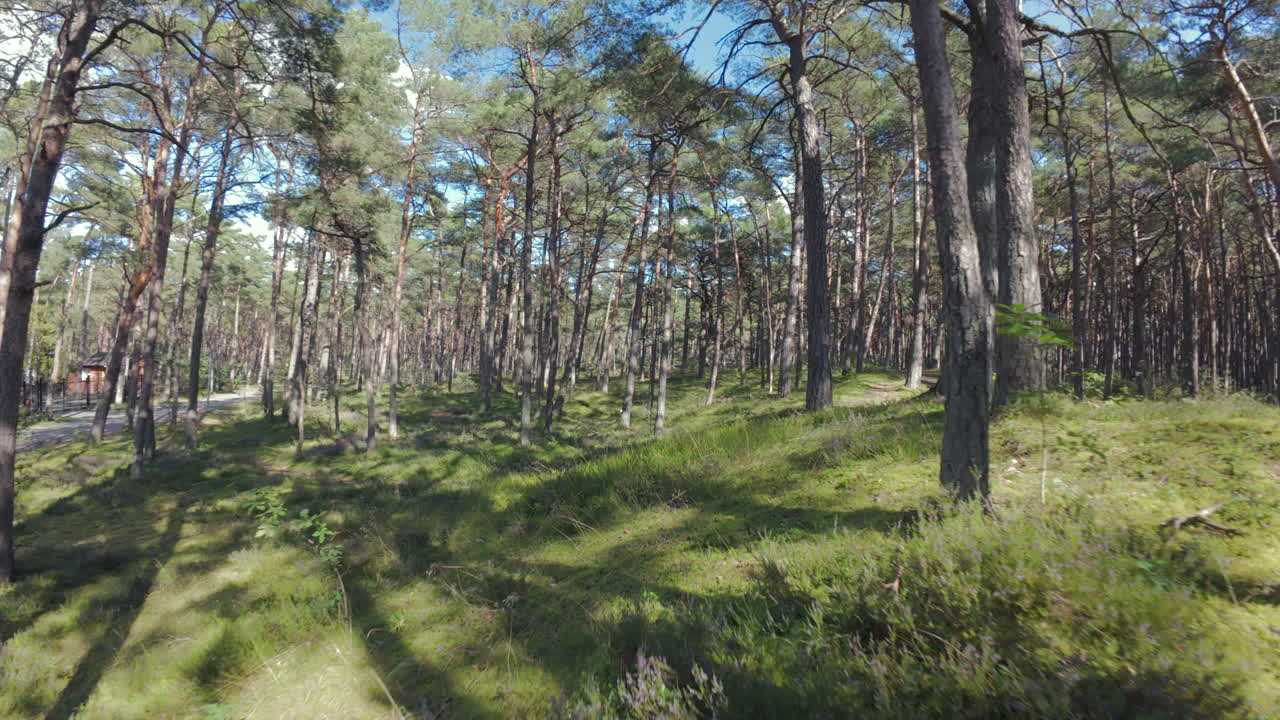 Filmato cinematografico con drone FPV che vola attraverso una fitta boscaglia. Inquadratura immersiva in prima persona che si snoda senza soluzione di continuità tra tronchi d'albero e fogliame. Ideale per video di viaggio, progetti di avventura all'aperto o per i media.