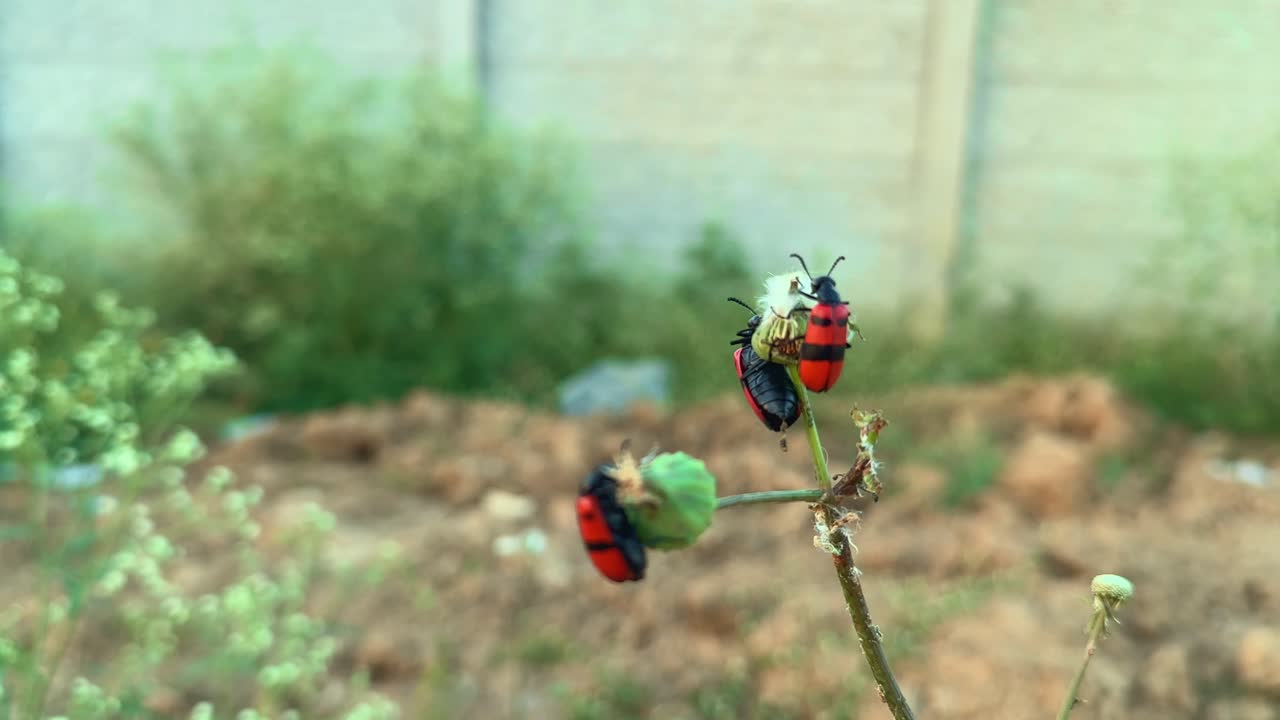 closeup shot of bright black and red Poisonous Blister Beetle, Mylabris pustulata