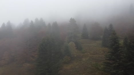 flight through a mystical pine forest in autumn in the pyrenees