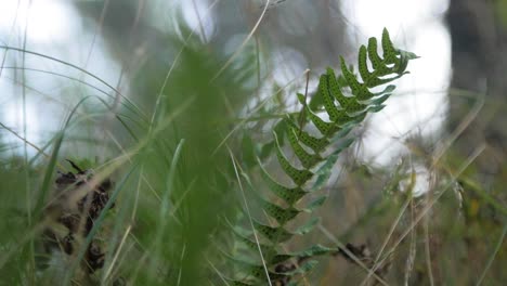 Green-ferns-swaying-in-high-wind,-coastal-pine-tree-forest-in-autumn,-shallow-depth-of-field,-handheld-closeup-shot