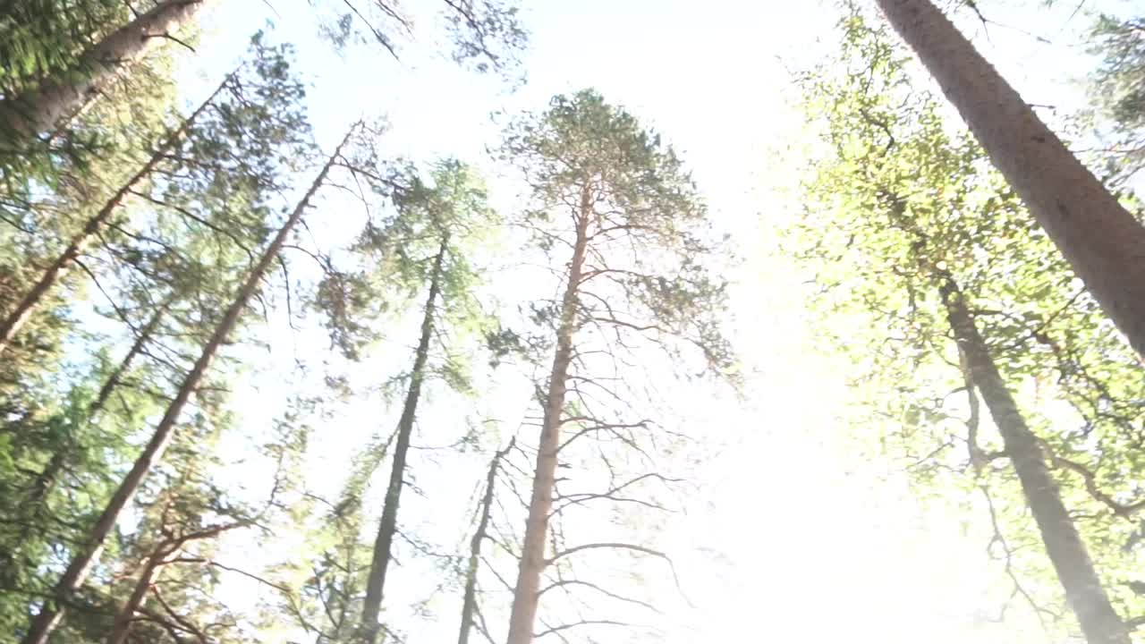 vista del dosel del bosque