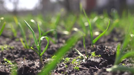 Young-green-spring-shoots-of-garlic-on-a-sunny-day-against-a-background-of-dark-soil