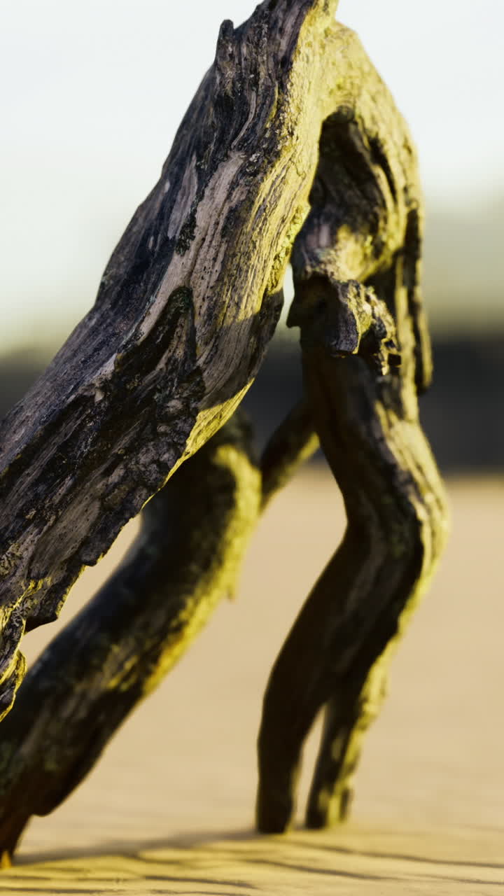 Natures sculpture emerges from golden sands at dusk on a tranquil beach