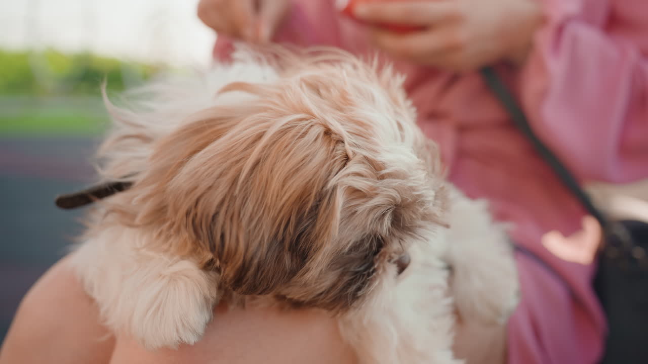Caucasian Lady Cuddles Puppy On Lap, Woman Gently Holds Small Puppy While Relaxing Outdoors In Park, Caucasian Woman Sitting Comfortably With Her Puppy Against Her Chest In Sunny Park